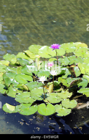 Lotus colorés et feuilles vertes dans un étang. Banque D'Images