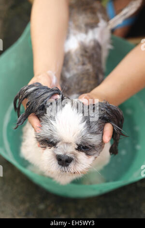 Nettoyage des mains qui Shih Tzu chien pour une bonne santé. Banque D'Images