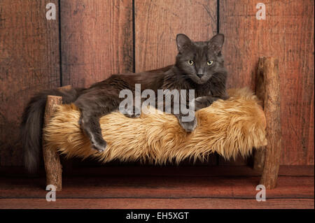 Un chat Nebelung gris couché sur un petit lit Banque D'Images