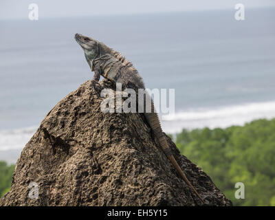 Iguana à queue épineuse (Ctenosaura similis) assise sur un rocher avec l'océan Pacifique en arrière-plan, Guanacaste, Costa Rica Banque D'Images