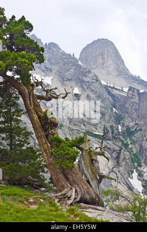 Arbre généalogique de Juniper en Sequoia National Park, près de Lake Hamilton, en Californie, le long de la Haute Sierra Trail. Banque D'Images