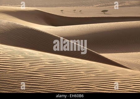 Sharqiya Sands (Wahiba Sands), Oman Banque D'Images