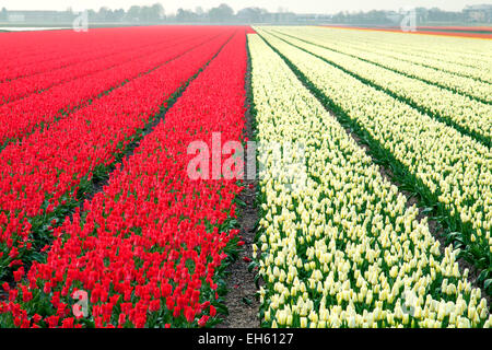 Champ de tulipes commercial près de Lisse, Pays-Bas Banque D'Images