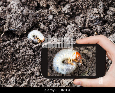 Jardin concept - man taking photo de vers blancs sur la masse de cockchafer sur gadget mobile dans le sol Banque D'Images