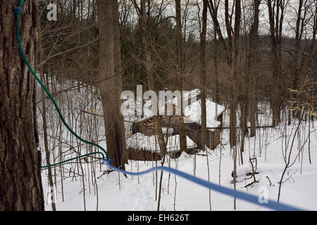 Lignes de conduites en plastique coulé dans les arbres d'érable à sucre qui s'écoule vers un réservoir de collecte dans une cabane à sucre dans une forêt enneigée Ontario Canada Banque D'Images