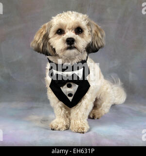 Shih Tzu dog wearing tuxedo - costume, New York, USA, 28 décembre 2014, © Katharine Andriotis Banque D'Images