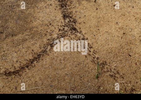 Pilote, ou de l'armée de fourmis Safari (Dorylus sp. ). Les travailleurs et plus de classes de Soldat en mouvement. Le Ghana. L'Afrique de l'Ouest. Banque D'Images