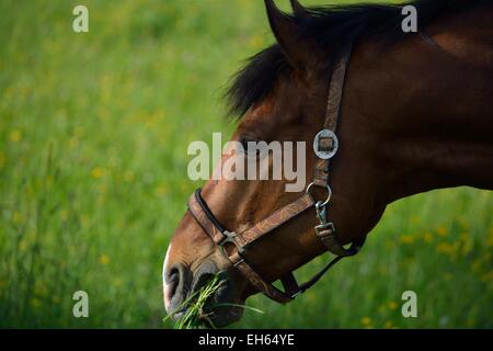 Cheval brun phoque mange de l'herbe dans un pré Banque D'Images