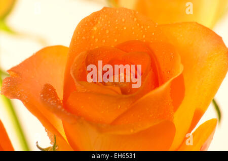 Rose,valentine,cadeau,doux,romantique,pétales,amour,amour,anniversaire,anniversaire,événement, Rosebud, anniversaire, élégance,fermer,gouttes Banque D'Images