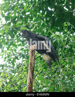 Femme à queue rouge (Black-Cockatoo Calyptorhynchus banksii), l'Australie - Prisonnier Banque D'Images