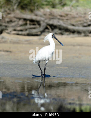 Spatule royale (Platalea regia), Royal National Park, New South Wales, Australia Banque D'Images