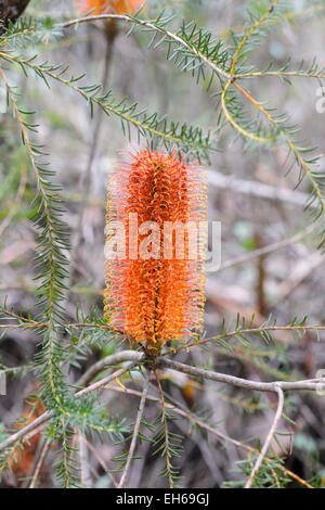 Banksia spinulosa en épingle), Royal National Park, New South Wales, Australia Banque D'Images