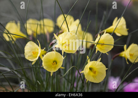 Narcisse romieux fleurs en croissance dans un environnement protégé. Banque D'Images
