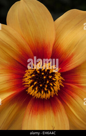 Image en gros plan d'un 'moonfire' dahlia. Banque D'Images
