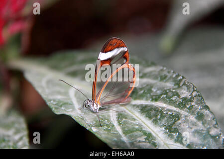 Glasswing (Greta oto). Les papillons dans la serre 2015, RHS Garden Wisley, Woking, Surrey, Angleterre, Royaume-Uni. Événement spécial du 17 janvier au 8 mars 2015, qui fournit l'occasion de voir voler les papillons tropicaux sur dans la serre. Crédit : Ian bouteille/Alamy Live News Banque D'Images