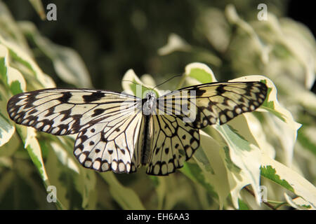 Nymphe des arbres (idée leuconeo). Les papillons dans la serre 2015, RHS Garden Wisley, Woking, Surrey, Angleterre, Royaume-Uni. Événement spécial du 17 janvier au 8 mars 2015, qui fournit l'occasion de voir voler les papillons tropicaux sur dans la serre. Crédit : Ian bouteille/Alamy Live News Banque D'Images