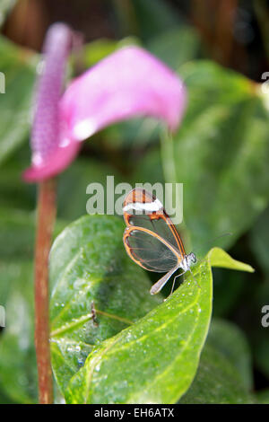 Glasswing (Greta oto). Les papillons dans la serre 2015, RHS Garden Wisley, Woking, Surrey, Angleterre, Royaume-Uni. Événement spécial du 17 janvier au 8 mars 2015, qui fournit l'occasion de voir voler les papillons tropicaux sur dans la serre. Crédit : Ian bouteille/Alamy Live News Banque D'Images