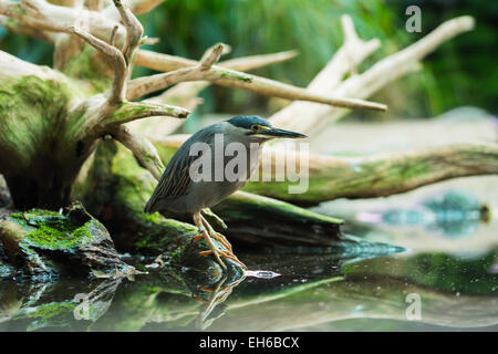 Oiseau de l'eau assis sur un lac en face d'une racine Banque D'Images