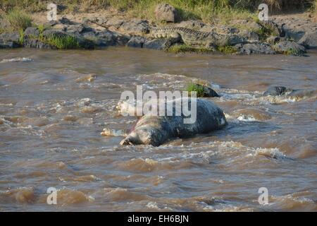 Dead Hippo (Hippopotamus amphibius) dans la rivière Mara (crocodiles sont en attente sur le fleuve, à commencer à alimenter sur elle) Banque D'Images