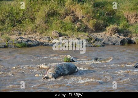 Dead Hippo (Hippopotamus amphibius) dans la rivière Mara (crocodiles sont en attente sur le fleuve, à commencer à alimenter sur elle) Banque D'Images