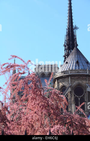 Cathédrale Notre Dame de Paris sur l'île de Cité à Paris, France Banque D'Images