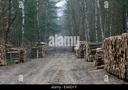 Route de campagne et forêt avec des piles de bois coupé Banque D'Images