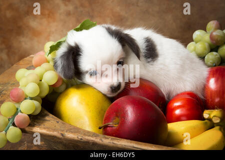 Adorable chiot chihuahua couché dans un bol de fruits Banque D'Images