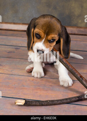 Sept semaines adorable petit chiot beagle à mâcher sur un bâton Banque D'Images