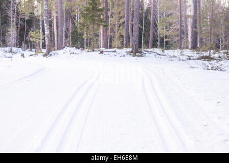 Deux pistes de ski, dans la forêt froide Banque D'Images