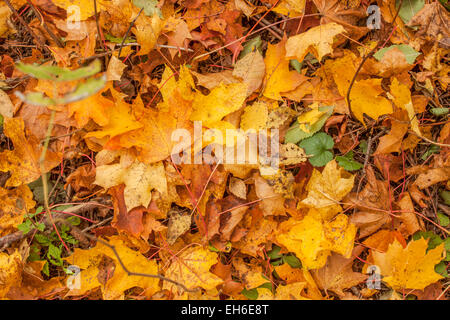 Jaune en couleur, rouge et brun, feuillages d'automne dans la forêt - automne / septembre Banque D'Images