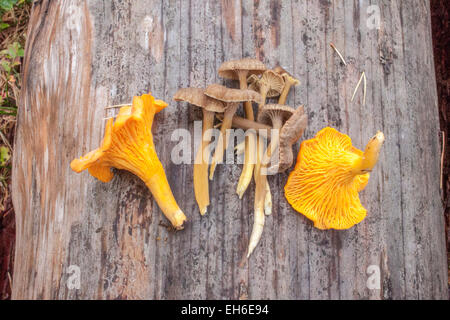 Chanterelles jaunes et bruns yellowfoots Banque D'Images