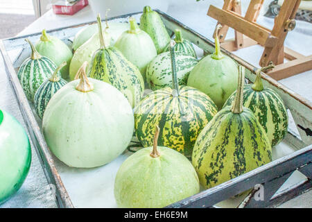 Décoration de citrouilles, vert sur une boîte, sur une table Banque D'Images