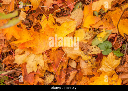 Jaune de couleur rouge et brun, les feuilles d'automne, en septembre / fal Banque D'Images