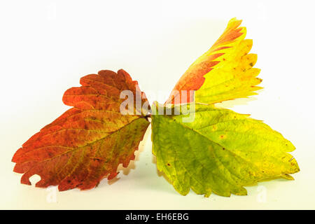 Rouge et vert isolés Feuilles de fraisier en automne Banque D'Images