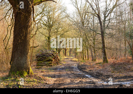 Ides Copse, Watersfield, West Sussex Banque D'Images