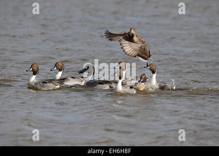 Le Canard pilet Anas acuta, seule femelle en chasse par groupe de mâles, Gloucestershire, Mars 2015 Banque D'Images