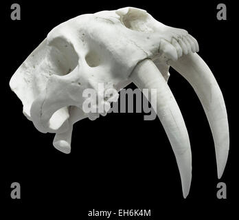 Smilodon crâne isolé avec Clipping Path Banque D'Images