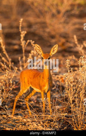 Un steenbok dans Etosha National Park, Namibie. Banque D'Images