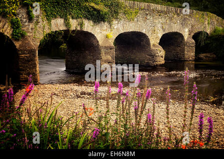 Pont sur la rivière Gearhmeen avec fleurs sauvages, le Parc National de Killarney, Irlande Banque D'Images