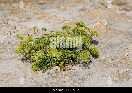 Une usine de rock-passe-pierre (Crithmum maritimum) dans la réserve naturelle de Zingaro, Sicile Banque D'Images