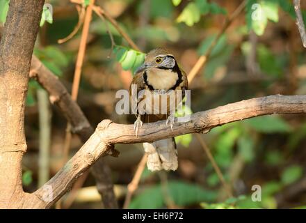 Plus belle Necklaced laughingthrush (Garrulax pectoralis) au Sanctuaire de faune de Huay Kha Khaeng,Thaland Banque D'Images