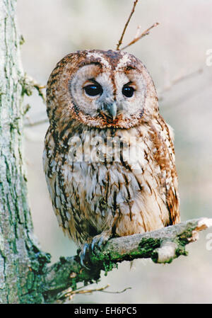 La Chouette hulotte est un hibou de la taille d'un pigeon. Il a un corps arrondi et la tête, avec une couronne de plumes autour de son visage sombre entourant le regard sombre. Il est principalement brun rougeâtre au-dessus et plus pâle en dessous. C'est une espèce très répandue en Angleterre, Pays de Galles et l'Ecosse mais pas trouvé en Irlande. Les oiseaux sont principalement des résidents des couples établis probablement jamais quitter leur territoire. Les jeunes oiseaux se dispersent à partir de la reproduction en automne. Banque D'Images