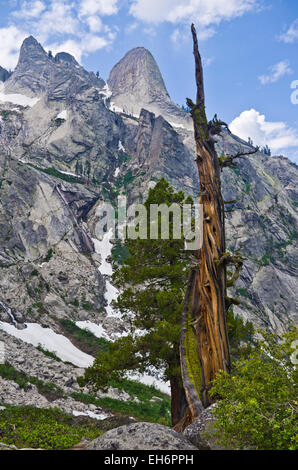 Juniper tree de torsion le long de High Sierra trail à Sequoia National Park, Californie. Banque D'Images