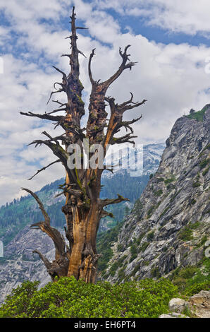 Mort de torsion dans l'arborescence juniper Parcs Nationaux de Sequoia et de Kings Canyon, en Californie. Banque D'Images