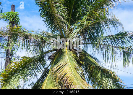 Un cocotier et un ciel bleu, dans la région de Phu Quoc, Vietnam Banque D'Images
