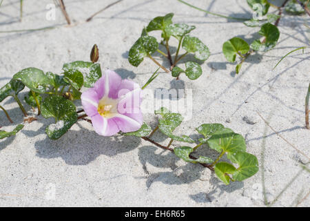 Seashore faux liseron des champs, plage, morning glory, Strandwinde Strand-Winde, Calystegia soldanella, Convolvulus soldanella Banque D'Images