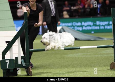 Birmingham, UK. 8 mars, 2015. Pudsey, vainqueur de Britains Got Talent en prenant part à la finale de l'agilité à Crufts aujourd'hui à Birmingham, UK. Crédit : Jon Freeman/Alamy Live News Banque D'Images