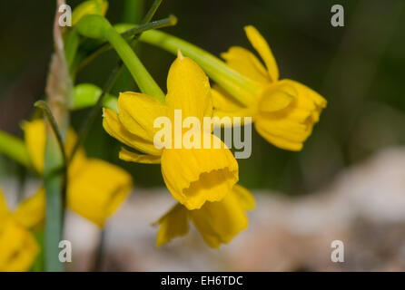 Narcisse gaditanus, Rush-feuille jonquil, espèce endémique à l'Andalousie, Malaga, Espagne, Europe. Banque D'Images