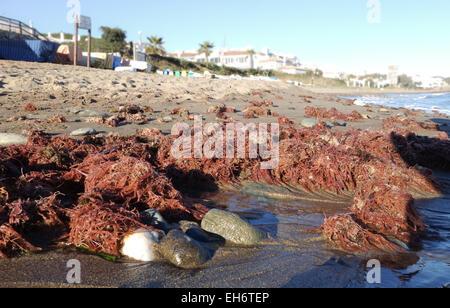 Des algues rouges, des algues, échoué sur une plage en Andalousie, espagne. Banque D'Images