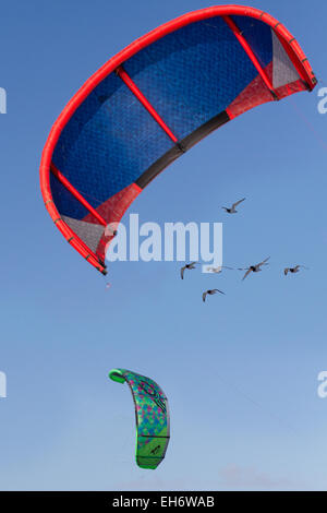 , D'Ainsdale Southport, Royaume-Uni. 8 mars, 2015. Météo France : les huîtriers et des cerfs-volants voler sur un bel après-midi ensoleillé matin après la pluie que les visiteurs de la plage Profitez d'une gamme d'activités dans le unseasonal par temps chaud. Credit : Mar Photographics/Alamy Live News Banque D'Images